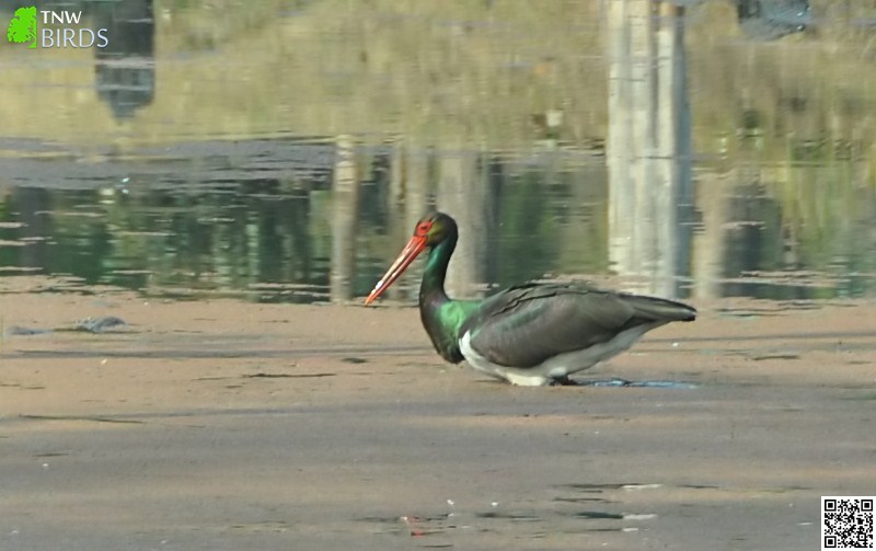 Black Stork